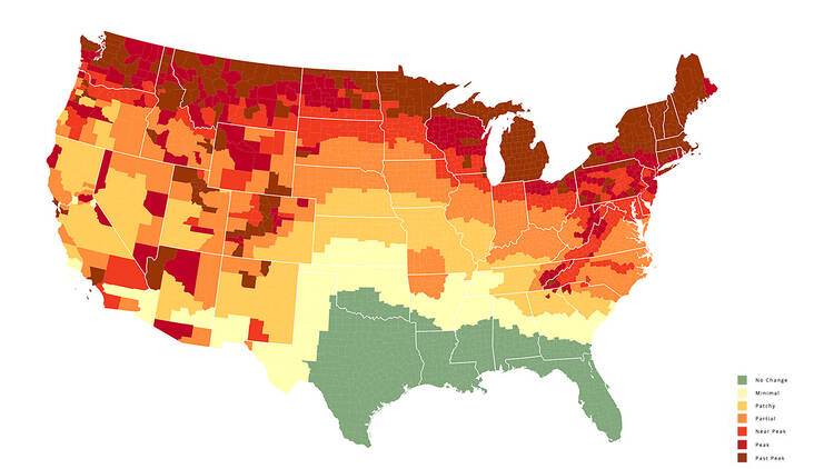 A map of the United States depicting how much fall foliage has developed across the country