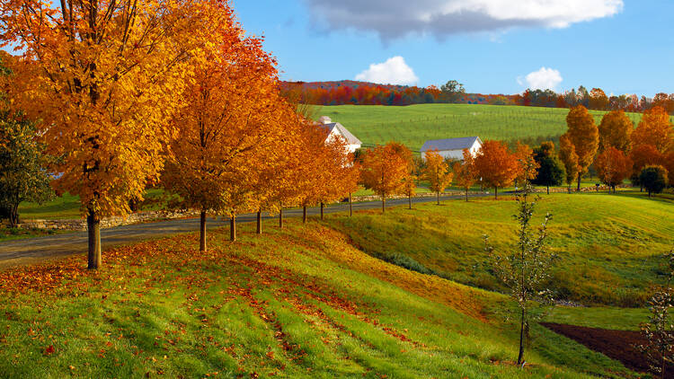 Autumn landscape of green rolling hills covered with bright colorful orange and red trees and leaves along a country road. Blue sky with puffy white clouds.
