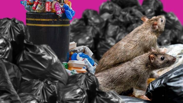 Rats and rubbish bags