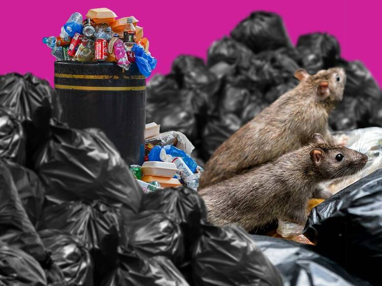 Rats and rubbish bags