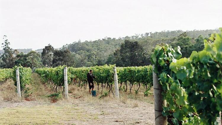 The vineyards of Si Vintner