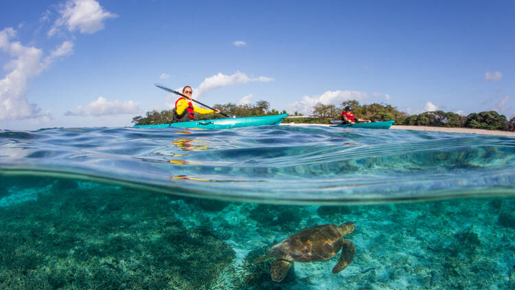 A couple kayaking and you can see a turtle underneath the water