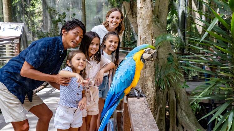 A family at the zoo looking at a colourful galah