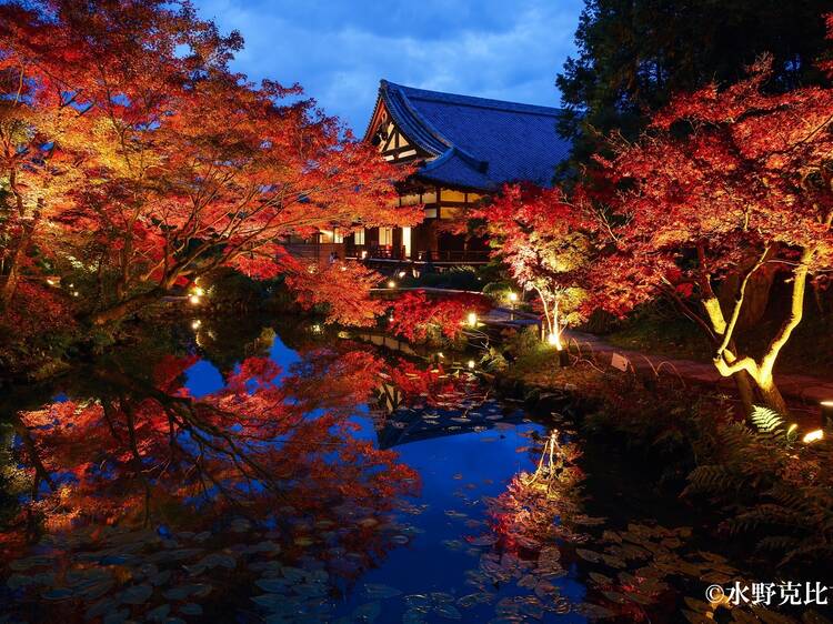 Kyoto's Kurodani Temple is opening its private garden for a limited time this autumn