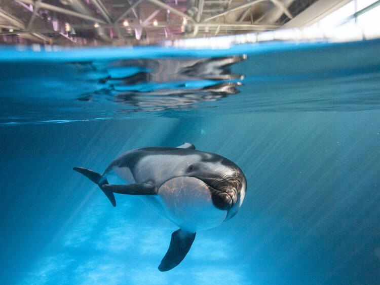 Watch dolphins frolic at the Shedd Aquarium