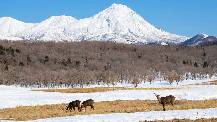 Shiretoko National Park, Hokkaido