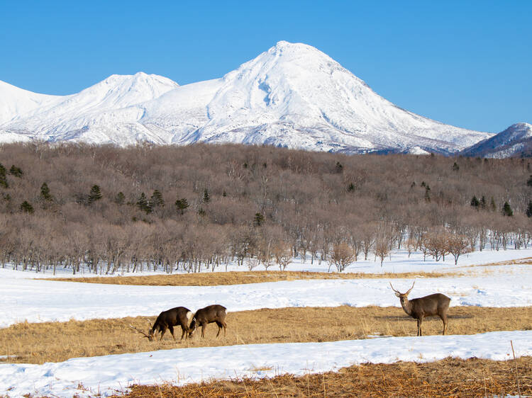 Shiretoko National Park, Hokkaido