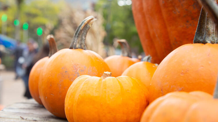 Free Fall Fest, Lincoln Park Zoo Free Fall Fest, Lincoln Park Zoo