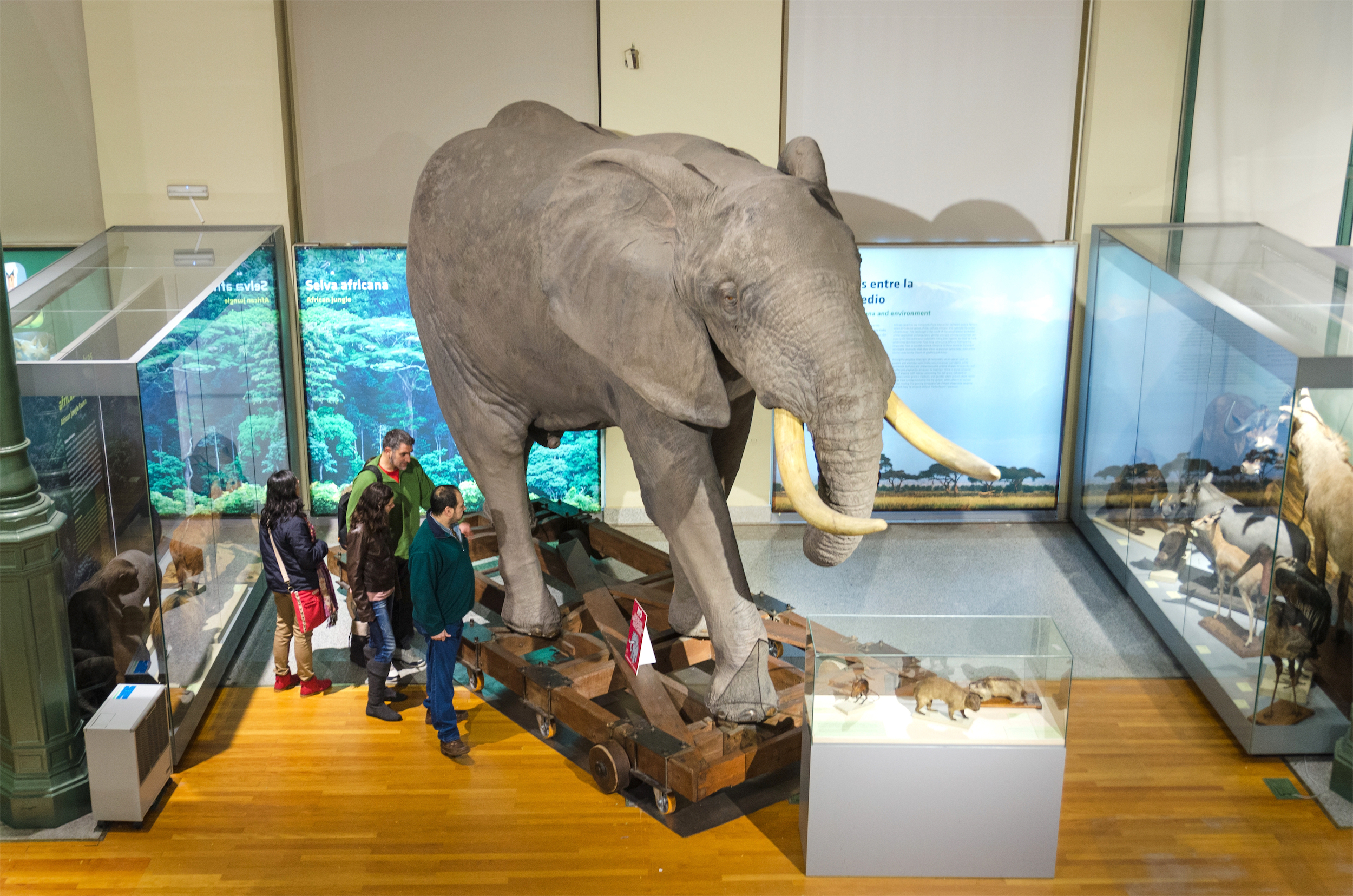 The Museum of Natural Sciences is open for free and packed with activities for its anniversary