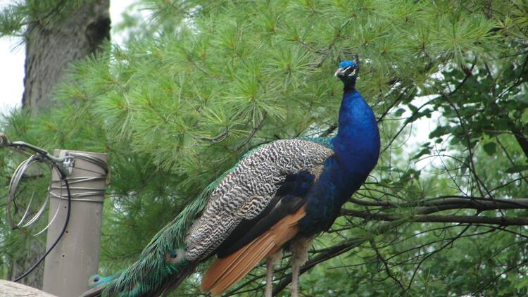 A peacock