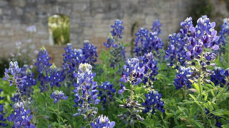 Where to see spring flowers in Austin