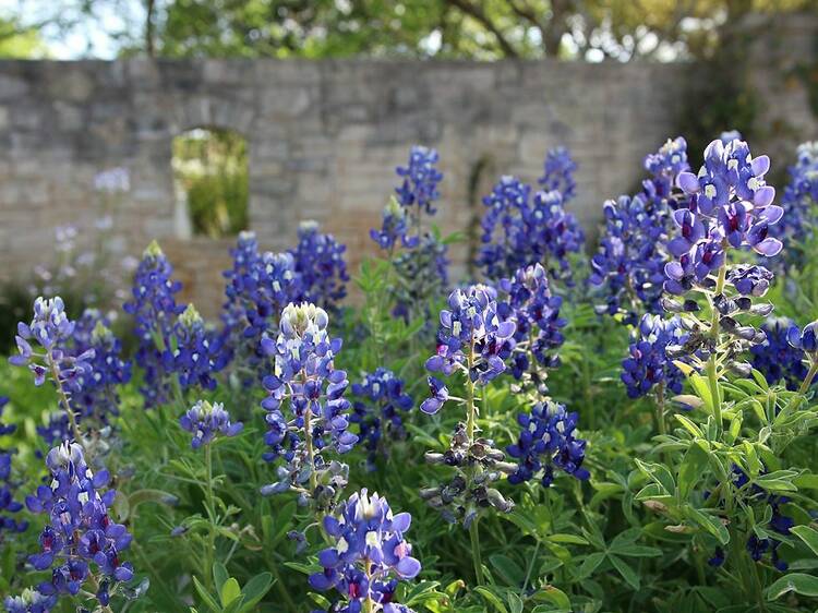 Where to see spring flowers in Austin