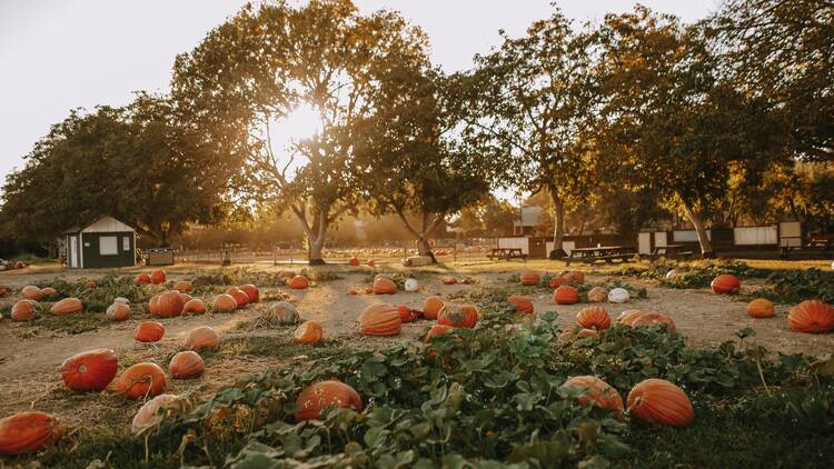  Bishop’s Pumpkin Farm | Wheatland, CA