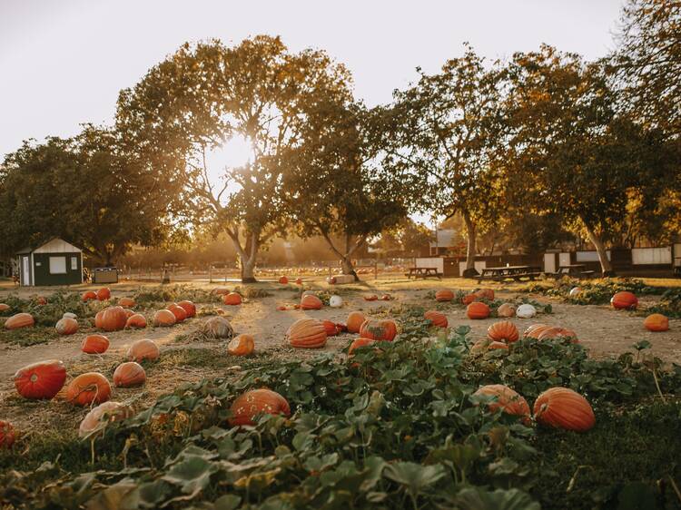 Bishop’s Pumpkin Farm | Wheatland, CA