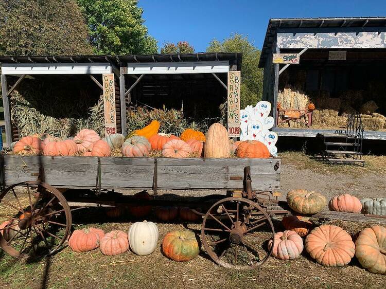 Lendt’s Pumpkin Patch | Wyoming, MN