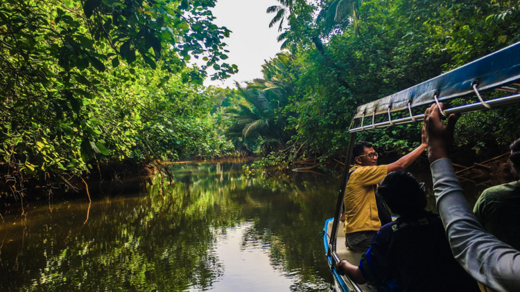 Hop on a river cruise through a mangrove forest