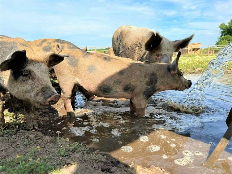 Hang out with some piglets