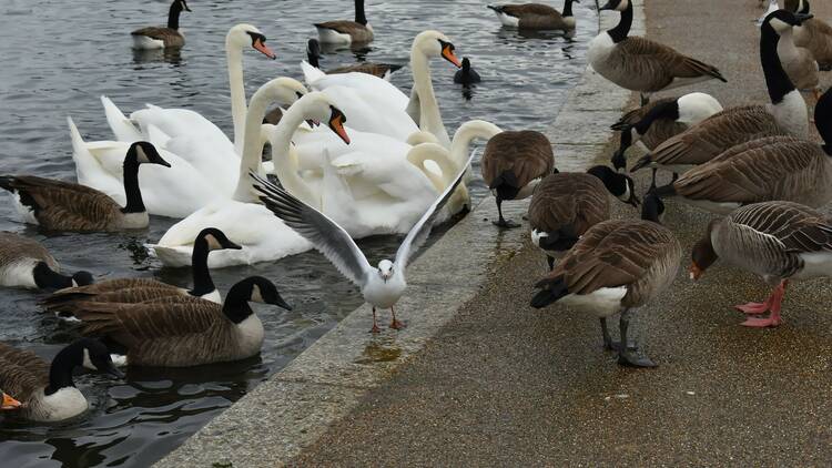 Swans and geese in London canals 