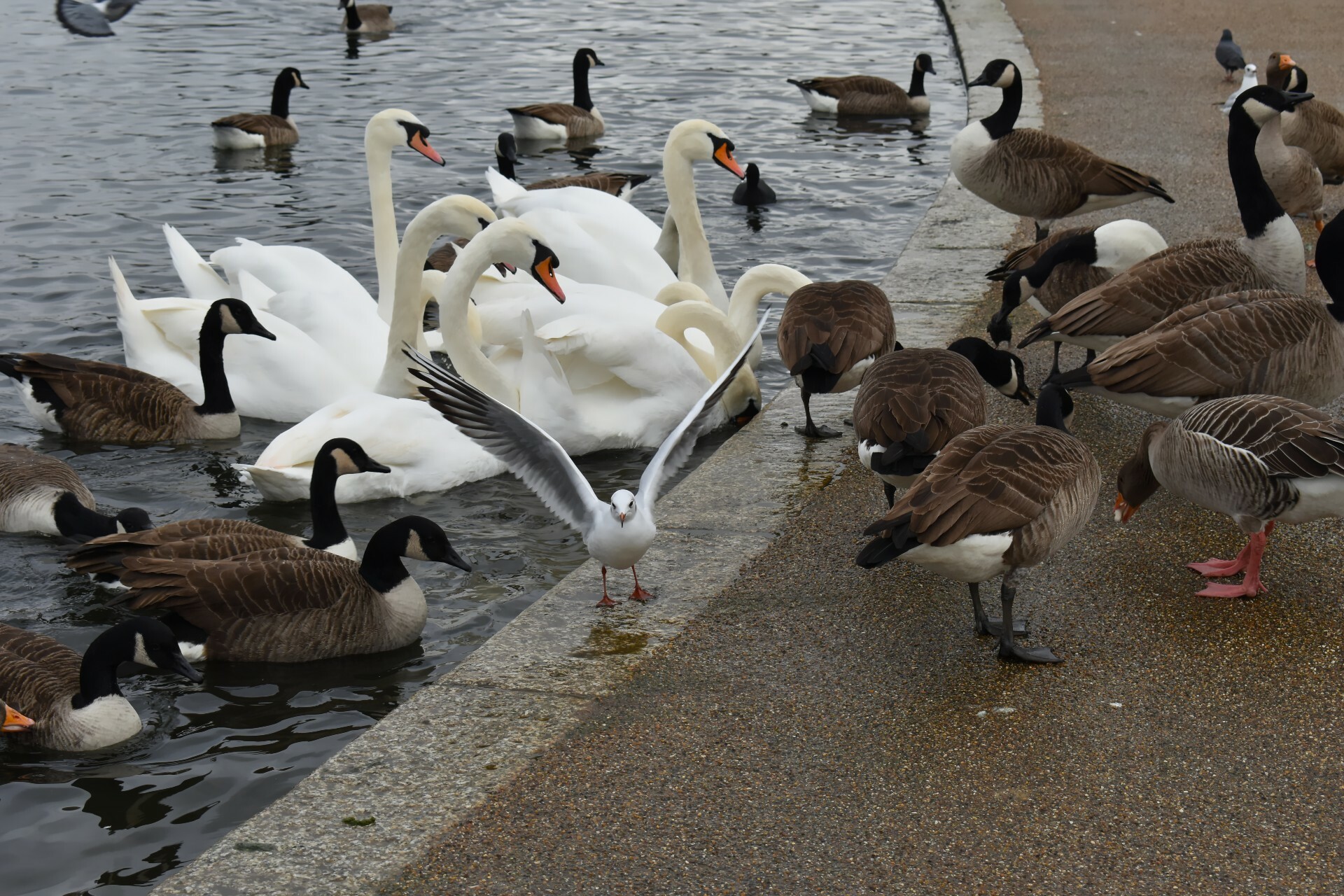 London swans might be dying of bird flu