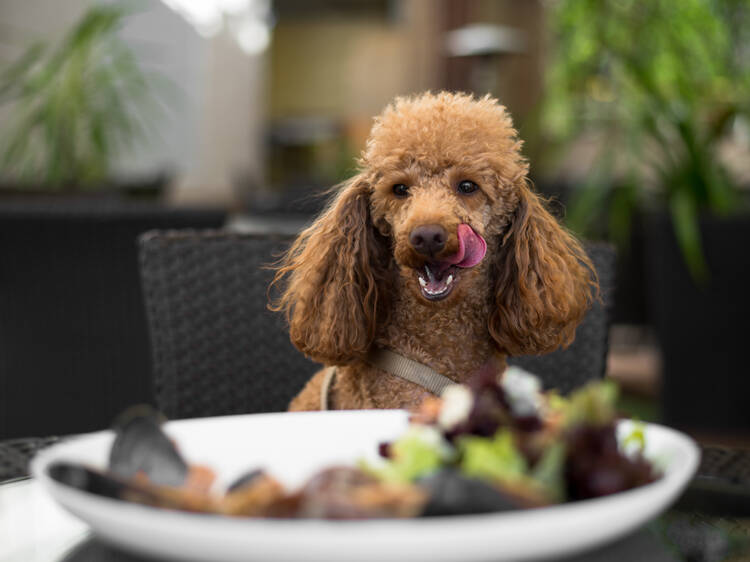 A fine-dining restaurant for dogs, with $75 three-course meal, opens in San Francisco