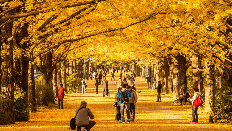 The yellow ginkgo trees at Tokyo's Showa Kinen Park in autumn