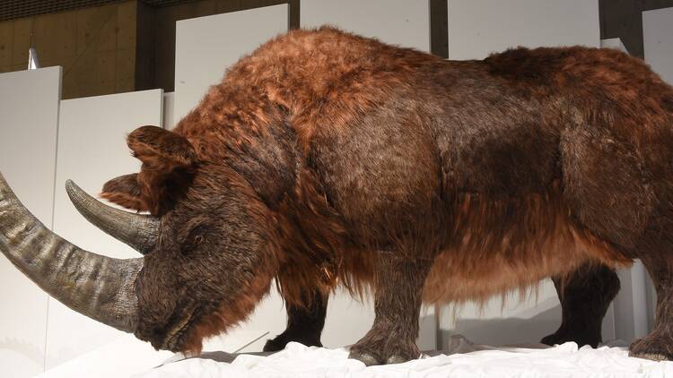 National Museum of Nature and Science,Tokyo