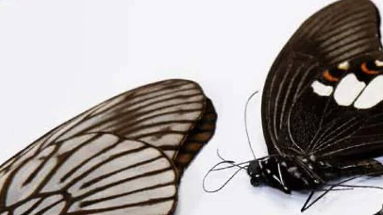 Photograph: Blackcrow Taxidermy Photograph: Blackcrow Taxidermy