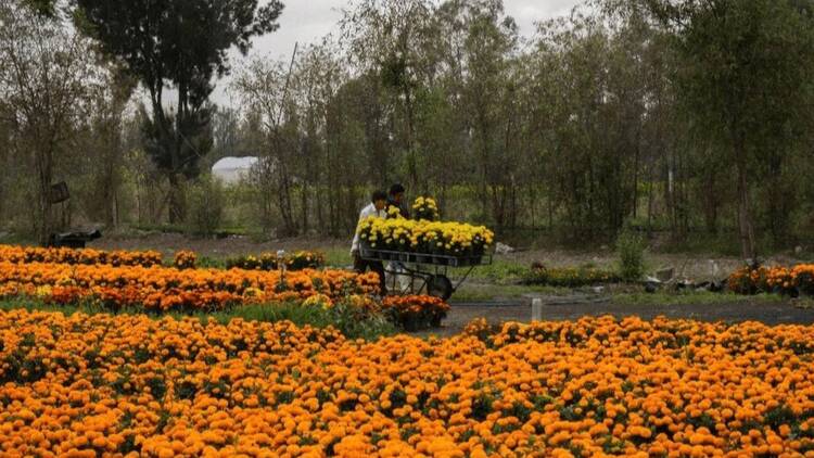 Te imaginas corriendo entre flores de cempasúchil? Participa en esta  carrera en Xochimilco