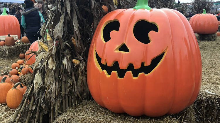 Jack's Pumpkin Pop-Up