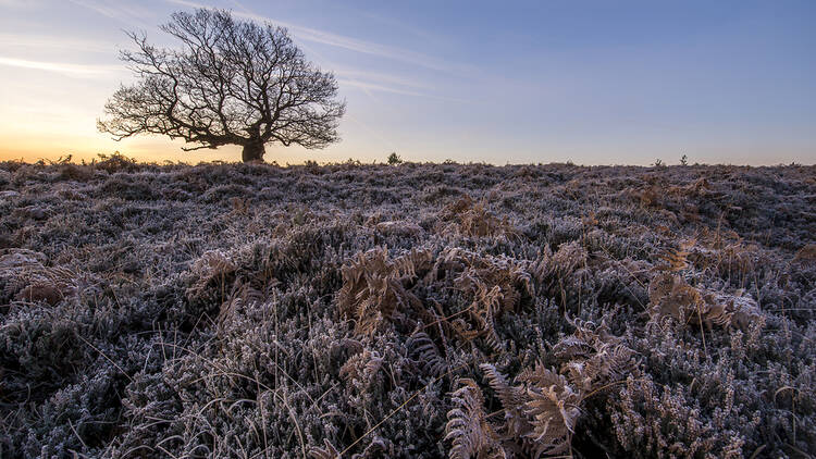 New Forest