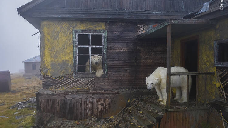 ‘House of bears’ | Wildlife Photographer of the Year ‘House of bears’ | Wildlife Photographer of the Year