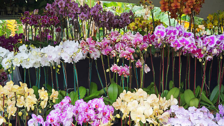 Wander the lush grounds at Fairchild Tropical Botanic Garden