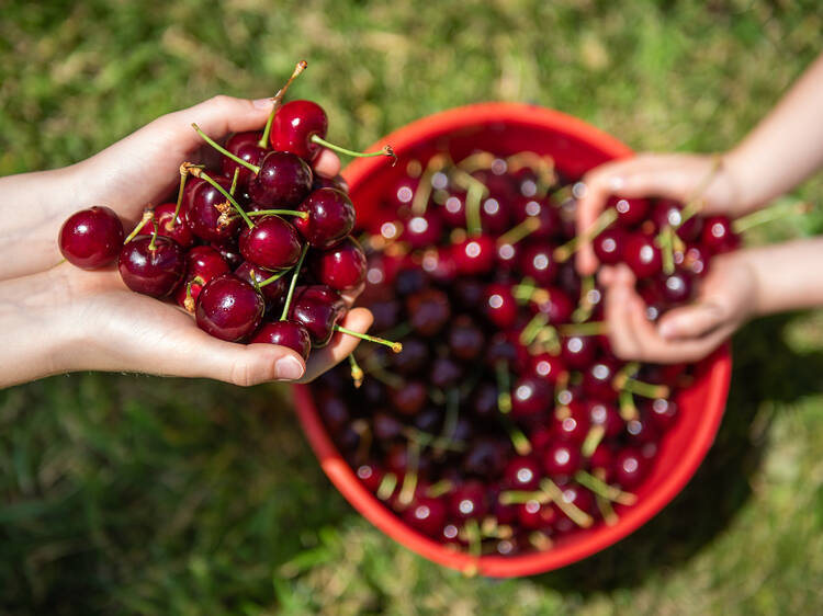 Belltown Hill Orchards (South Glastonbury, CT)