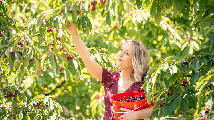 A blonde woman picking cherries from a tree.