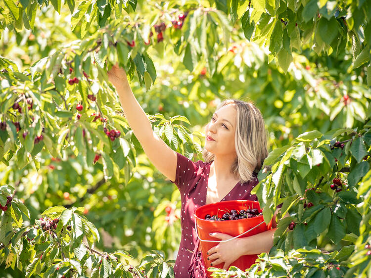 The best places for fruit picking near Melbourne