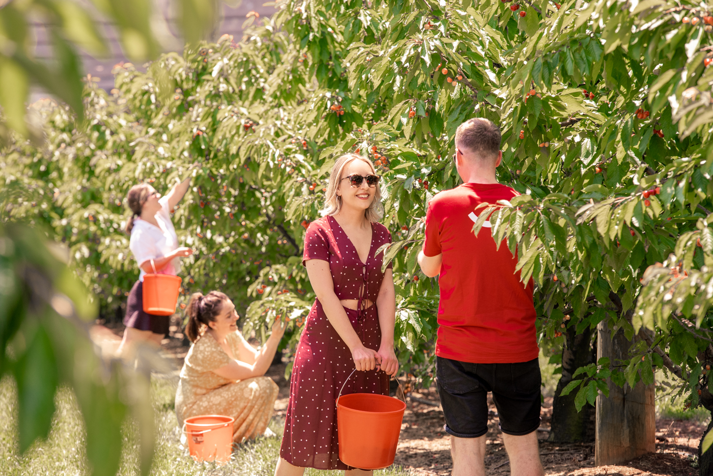 Get to CherryHill Orchard to pick and eat as many cherries as you want