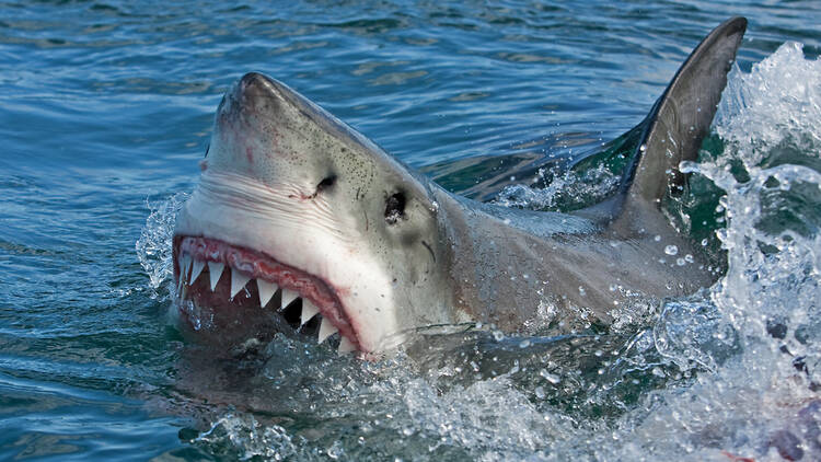 Great White Shark