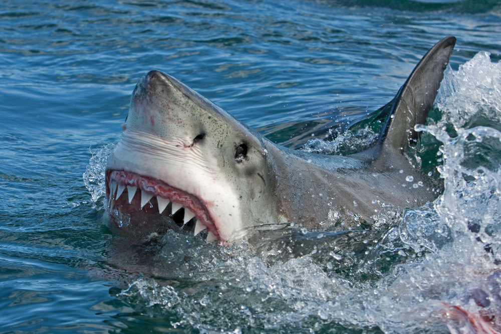 blue shark attack on humans