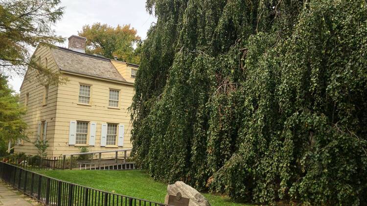 The weeping beech tree with Kingsland Homestead in the background.