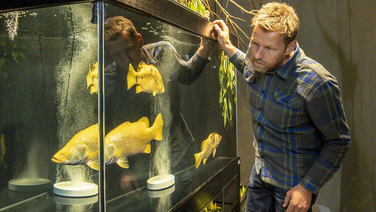 A man looks at a fish tank filled with gold barramundi.