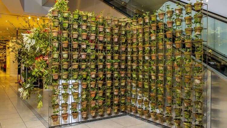 A wall of little pot plants in a David Jones store.