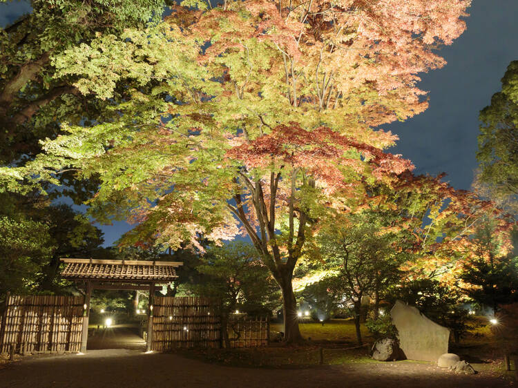 Rikugien Garden autumn leaves light-up