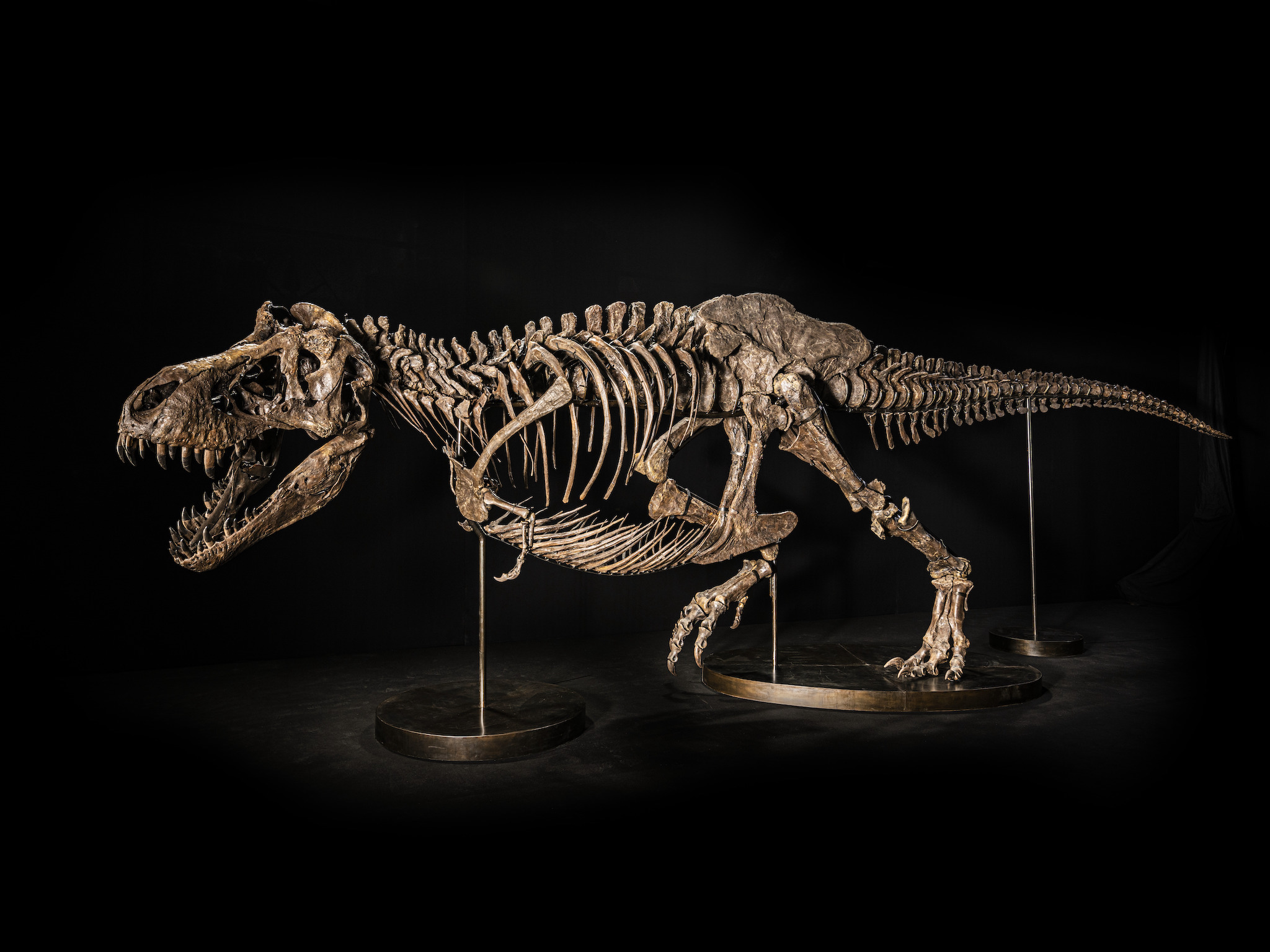 Shen The T-Rex Skeleton To Be Displayed In Singapore Before Hong 