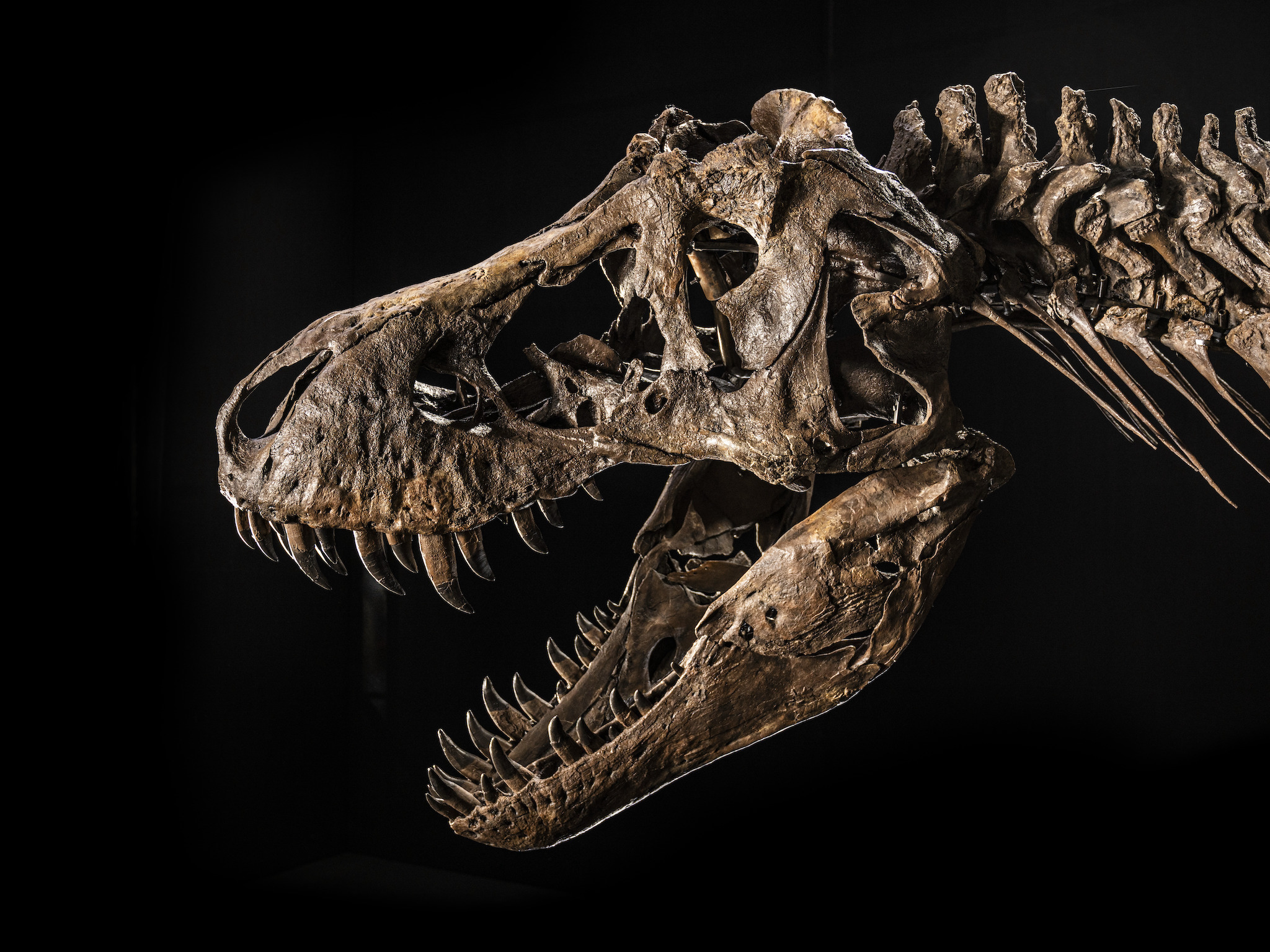 Shen The T-Rex Skeleton To Be Displayed In Singapore Before Hong Kong ...