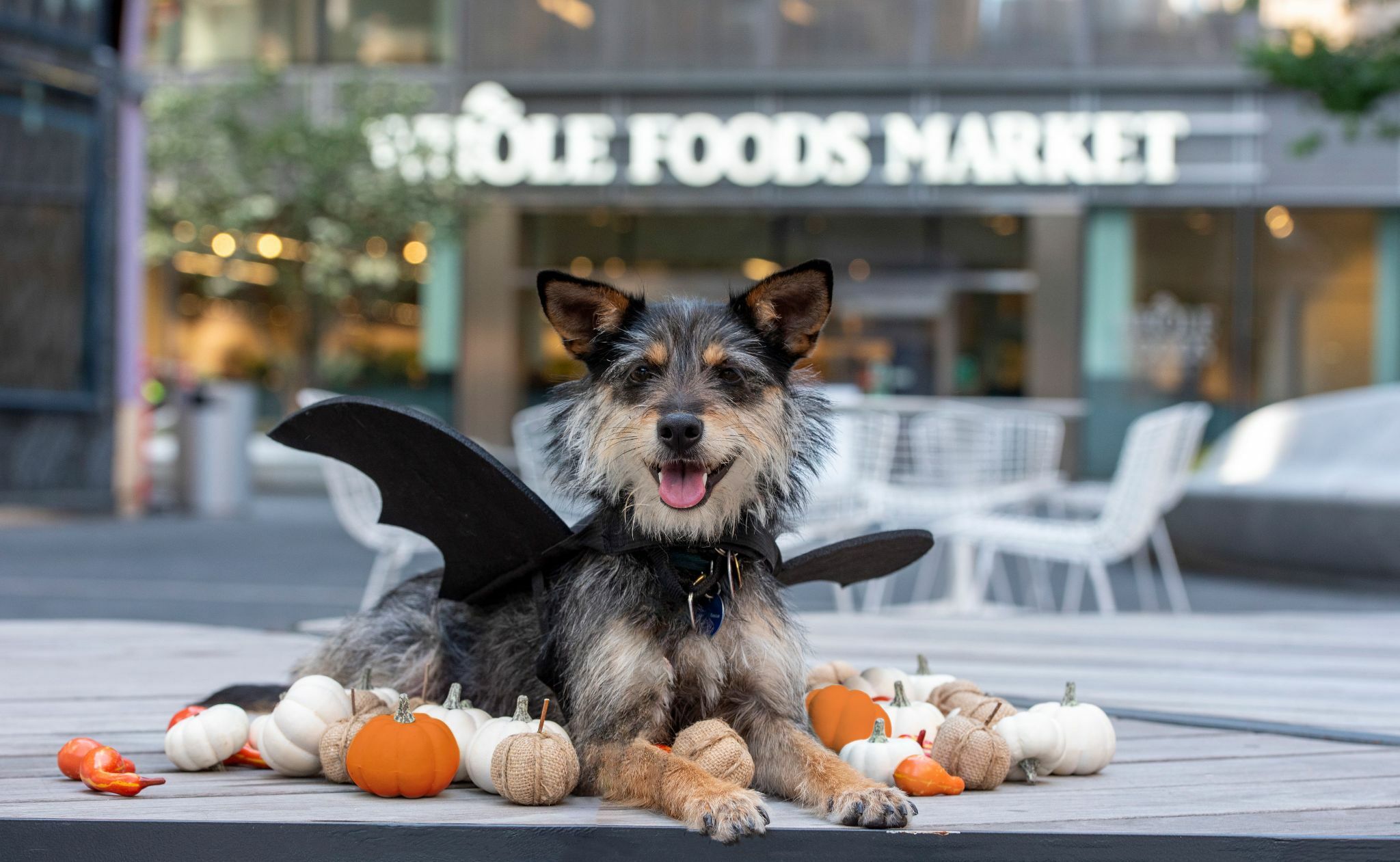 Manhattan West Woof Fest Howloween Things to do in New York