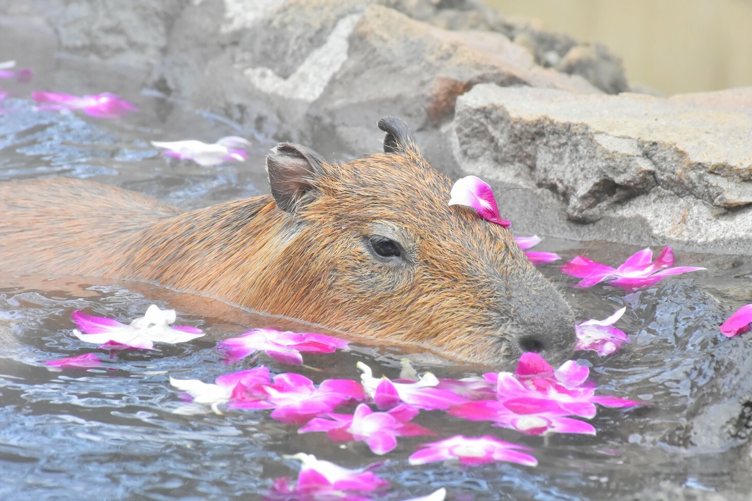 祝40周年、伊豆シャボテン公園「元祖カピバラの露天風呂」が今年も開催
