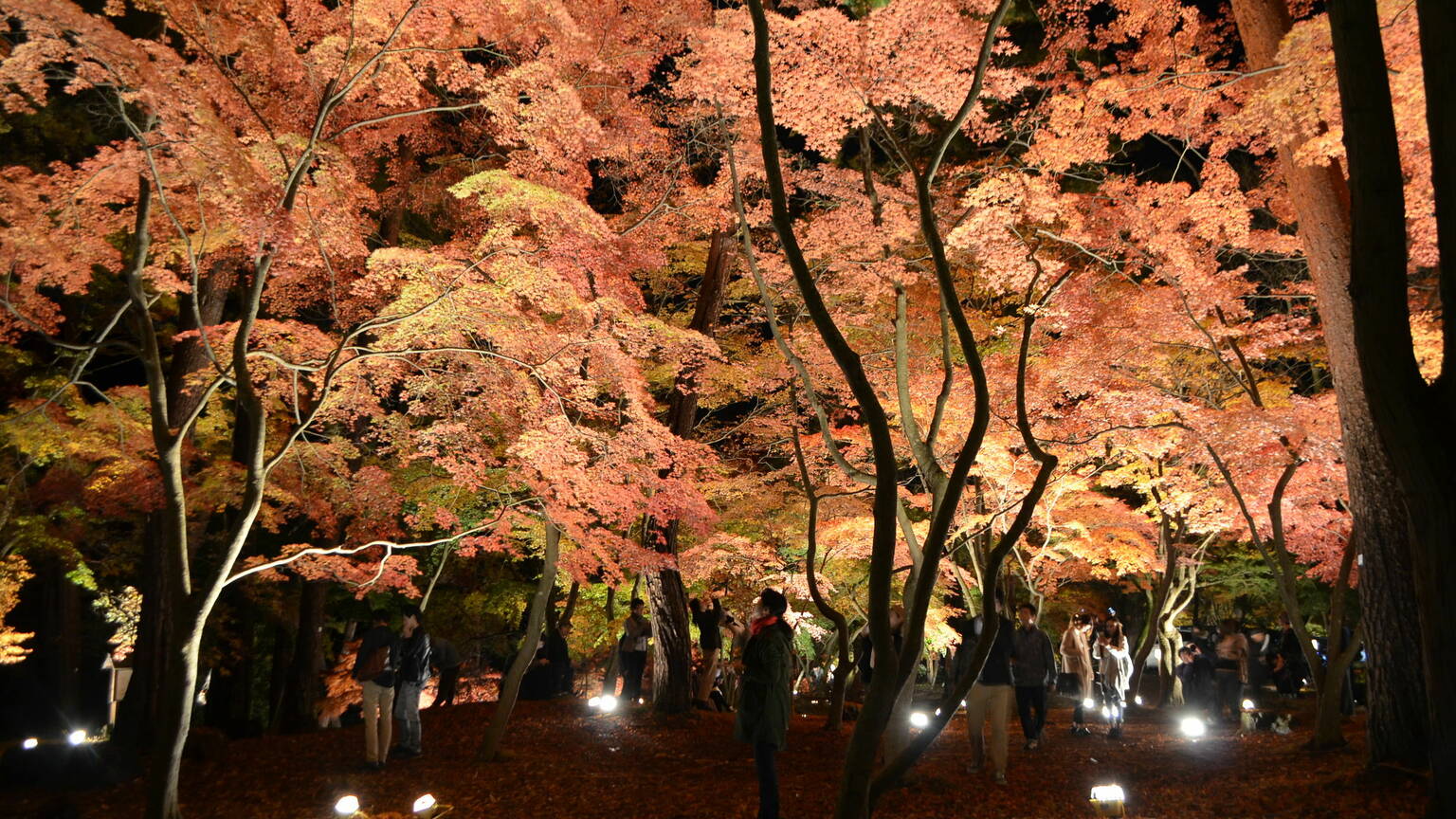 autumn day trip from tokyo