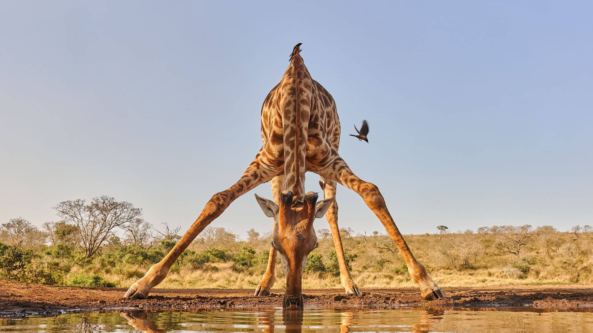 Nature Conservancy Global Photo Contest 2022 Here Are The Spectacular