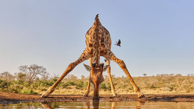 Low angle shot of a giraffe drinking at a waterhole, accompanied by an oxpecker. Zimanga Private Game Reserve, South Africa. 