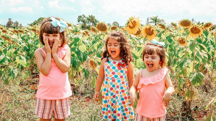 A group of three children laughing in a sunflower field.